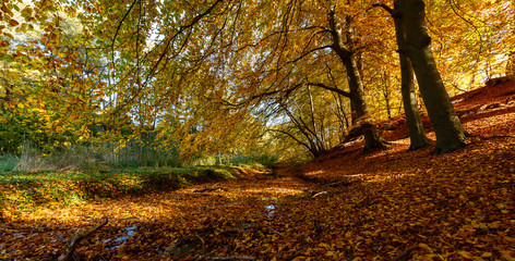 Herbstlaub im Bach