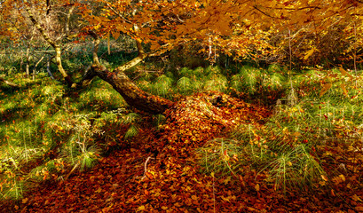 Herbstlaub bedeckt den Baum