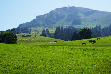 Obraz premium Glückliche Kühe