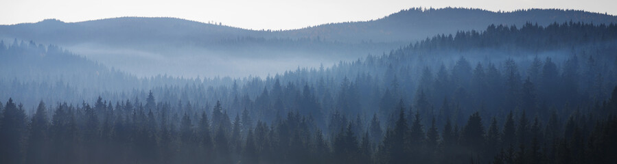 Waldpanorama mit Nebel - obrazy, fototapety, plakaty