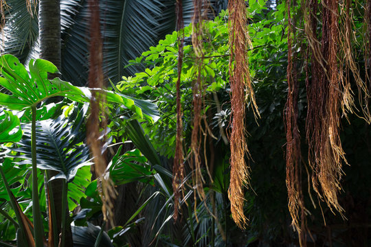Luftwurzeln im tropischen Garten