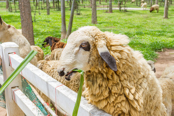 Goat in the paddock