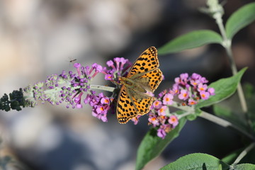 Schmetterling, Kaisermantel