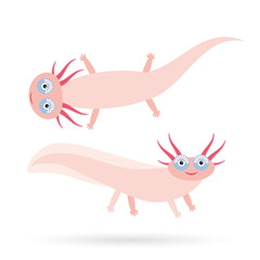 Cute pink Axolotl Cartoon character (Mexican salamander, Ambystoma mexicanum) albino aquarium animal on white background. Vector