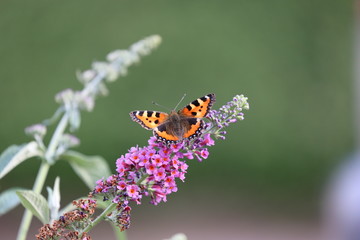 Schmetterling, Kleiner Fuchs