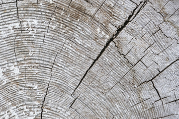 Old wooden surface with annual rings, cracks and white paint