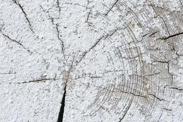 Old wooden surface with annual rings, cracks and white paint