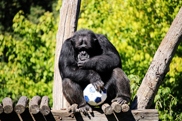Sad monkey with the ball in his hands