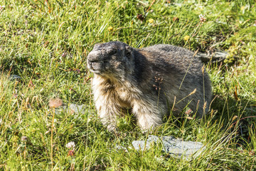 Murmeltier auf Almwiese in der Alpenregion von Österreich