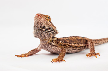 one agama bearded on white background.reptile close-up.