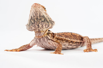 one agama bearded on white background.reptile close-up.