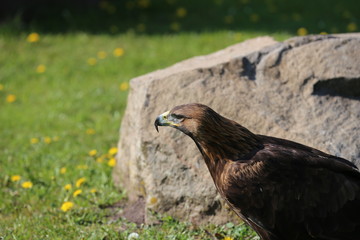 Steinadler