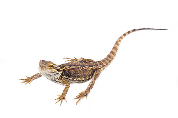 one agama bearded on white background.reptile close-up.