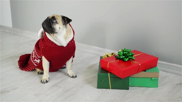 Beautiful dog of breed a pug in a reindeer suit. The dog is dressed in a red-white sweater and sitting beside presents. Merry Christmas. Happy New Year.