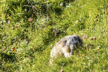 Murmeltier l&auml;sst es sich schmecken im gr&uuml;nen Gras