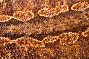 one agama bearded on white background.skin texture closeup