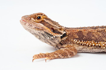 one agama bearded on white background.reptile close-up.