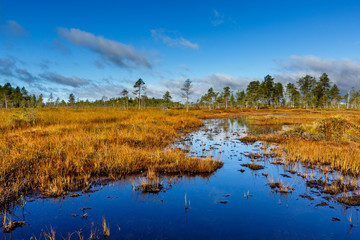 Autumn on the swamp, beautiful colors, Finland