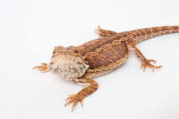 one agama bearded on white background.reptile close-up.
