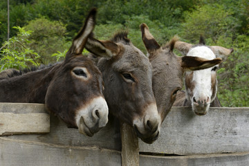 Esel - Hausesel (Equus asinus)  © bennytrapp