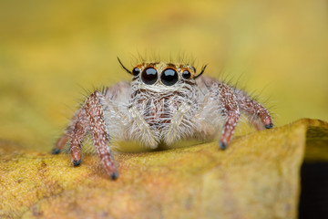 Female Hyllus , Jumping spider on yellow leaf