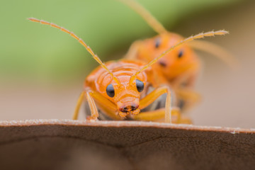 Cucumber or Cucurbit  beetle mating on leaf