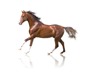 Fototapeta na wymiar isolate of the brown galloping horse on the white backgound
