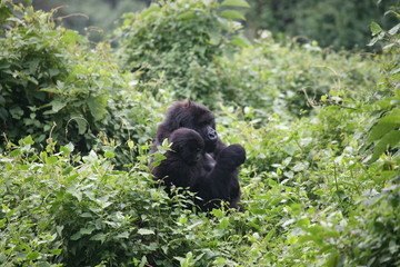 Naklejka premium Wild Gorilla animal Rwanda Africa tropical Forest