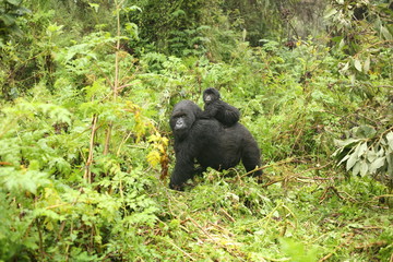 Wild Gorilla animal Rwanda Africa tropical Forest