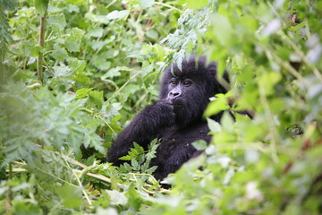 Wild Gorilla animal Rwanda Africa tropical Forest
