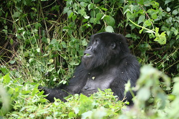 Obraz na płótnie Canvas Wild Gorilla animal Rwanda Africa tropical Forest