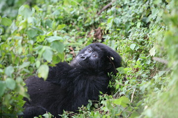 Fototapeta premium Wild Gorilla animal Rwanda Africa tropical Forest