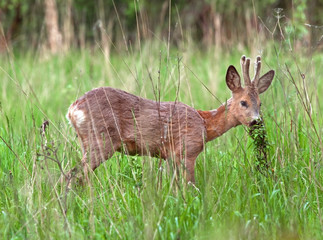 Roe deer (Capreolus capreolus)