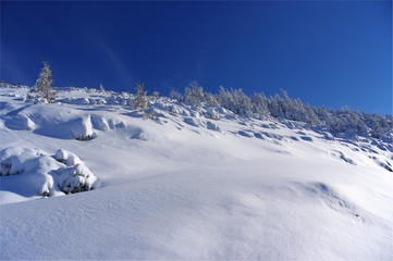 Silhouette of trees in winter on a background of blue sky