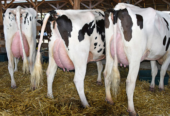 Cows with large udder