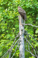 Female nightjar sitting on a hight dry tree
