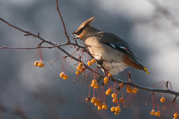 Bohemian Waxwing (Bombycilla garrulus) sitting on the branch