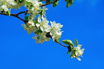 Blossoming tree branch