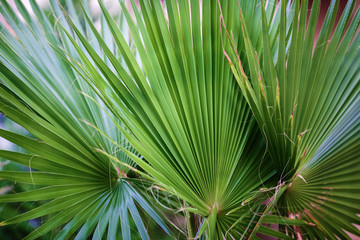 Obraz na płótnie Canvas Three palm leaf closeup.