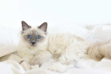 Fototapeta na wymiar Closeup of SacrŽ de Birmanie cat, relaxing on bed
