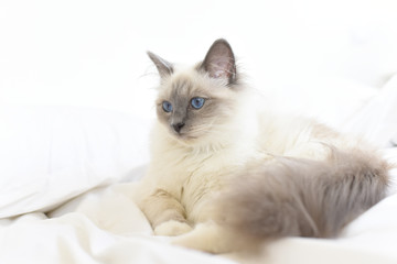 Closeup of SacrŽ de Birmanie cat, relaxing on bed