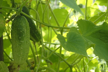 plant cucumber