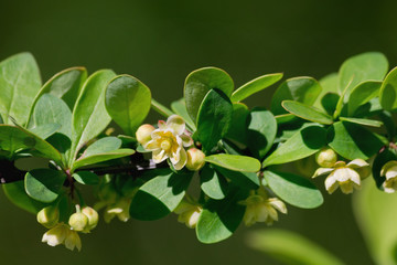 barberry branch with a yellow flower on a blurred background