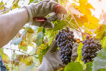 wine grower picking grapes or doing the harvesting in vineyard close up as sun shines through vine...