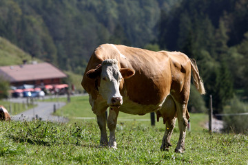 Fototapeta na wymiar Glückliche Kühe
