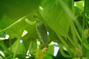 cucumber growing in the garden closeup