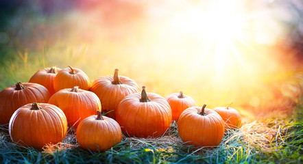 Kürbisse im Feld bei Sonnenuntergang - Thanksgiving und Herbsthintergrund
