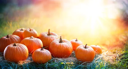 Foto auf Acrylglas Herbst Kürbisse im Feld bei Sonnenuntergang - Thanksgiving und Herbsthintergrund