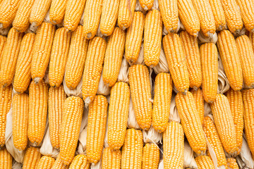 Yellow dried corn bundle together texture