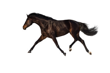 Bay horse trotting isolated on white backround